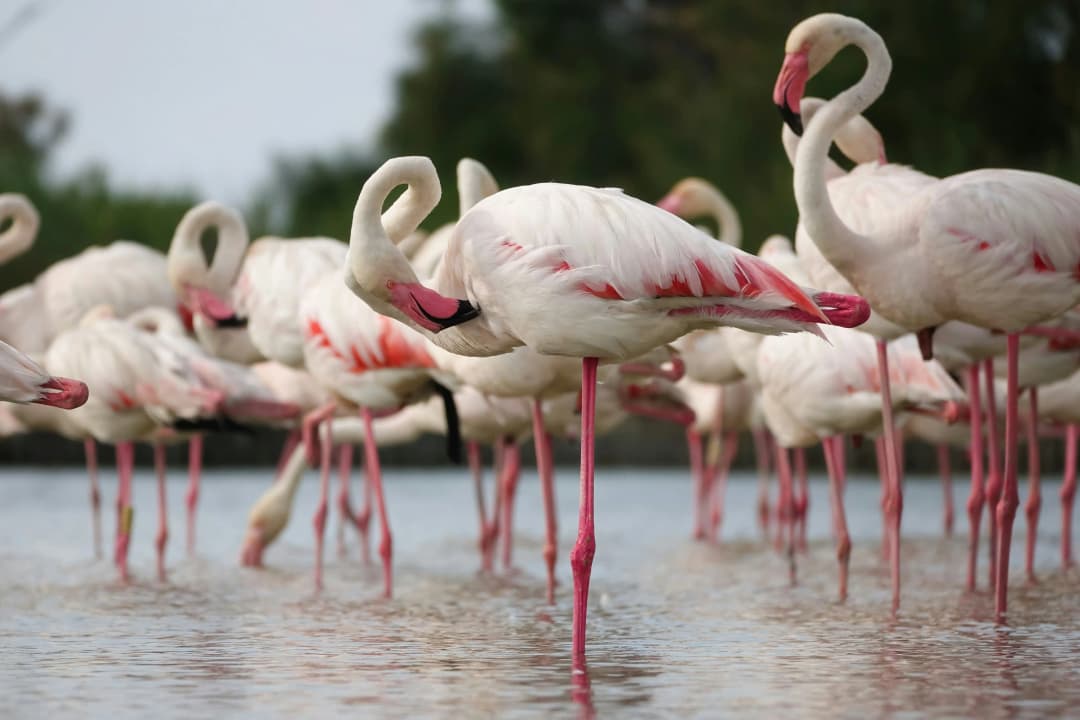 Flock of Greater Flamingo resting by Adrien Stachowiak