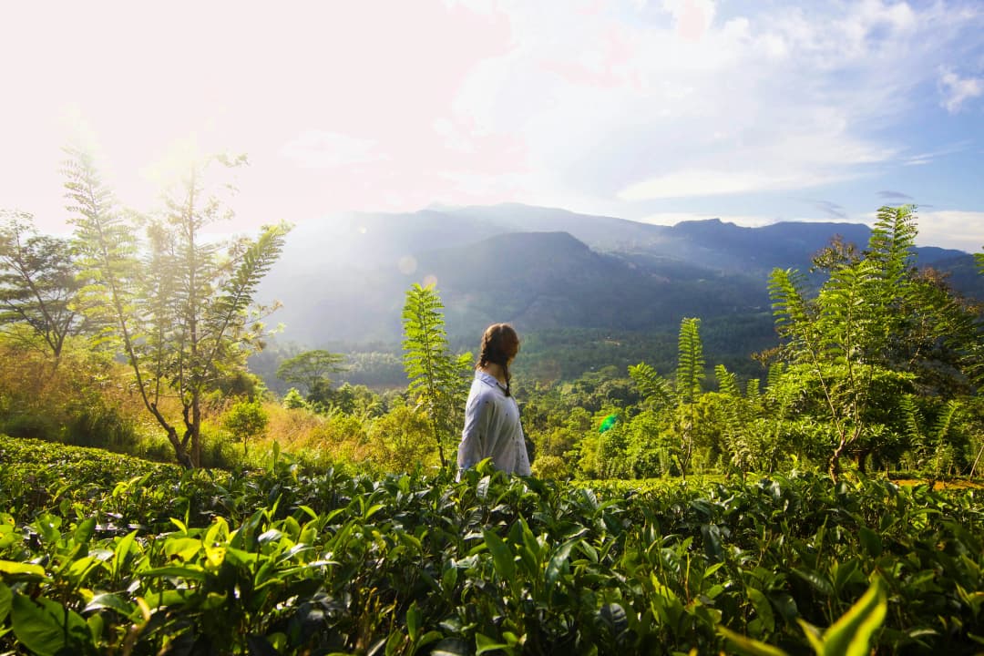 Morning walk among the fresh tea plantation by Dylan Shaw