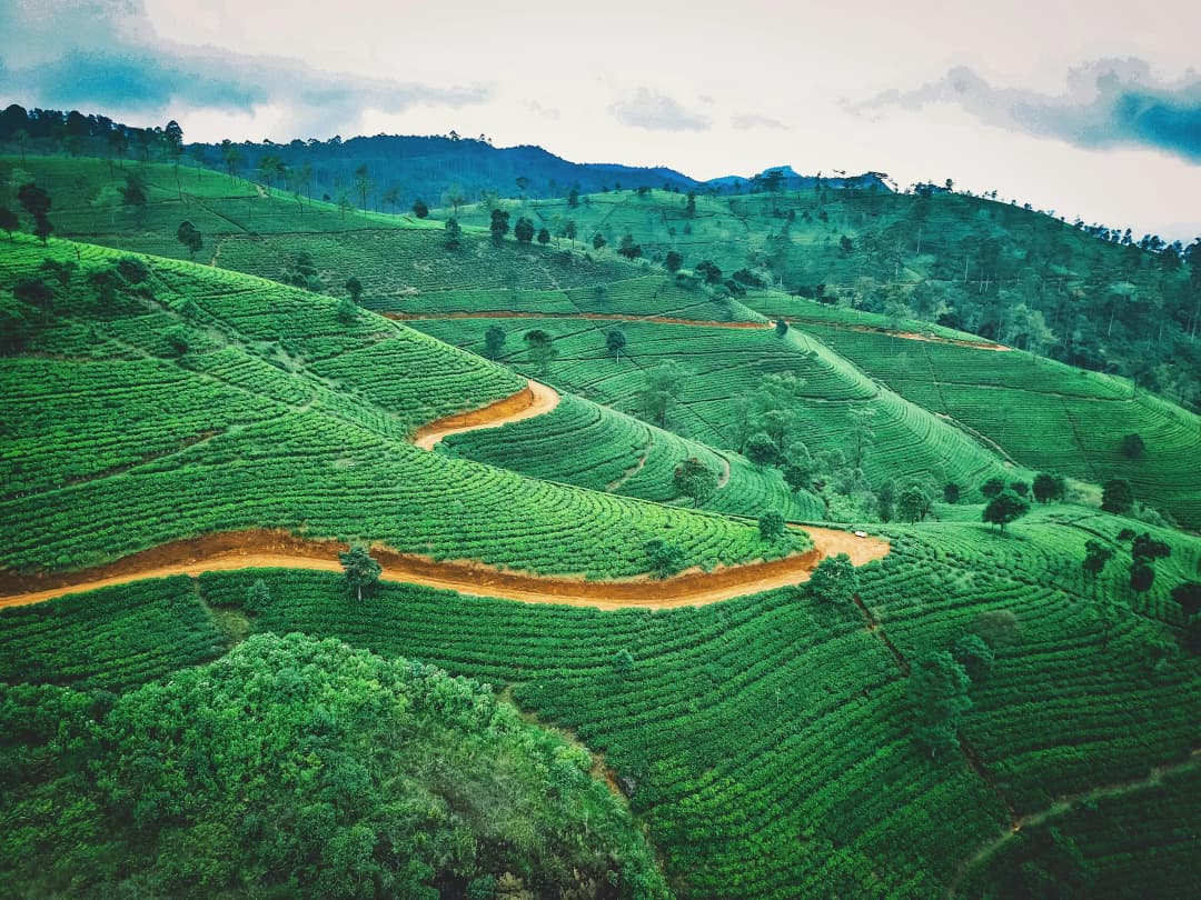 Tea plantation in Sri Lanka by Jerry Kavan
