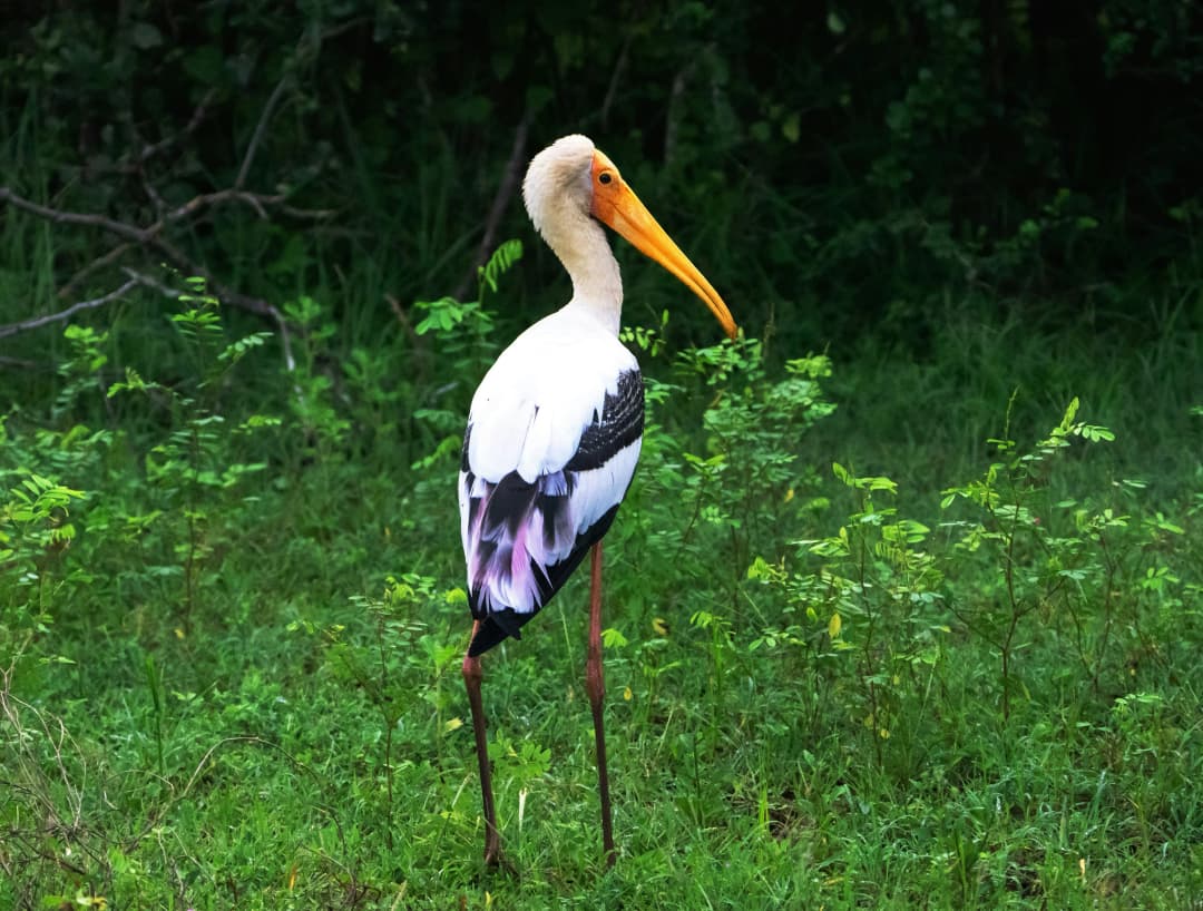 Painted Stork by Mosharraf Hossain