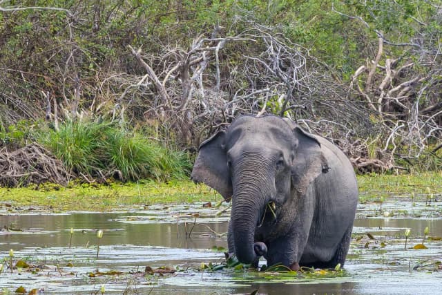 Elephant in Kumana National Park by Naveen Naidu