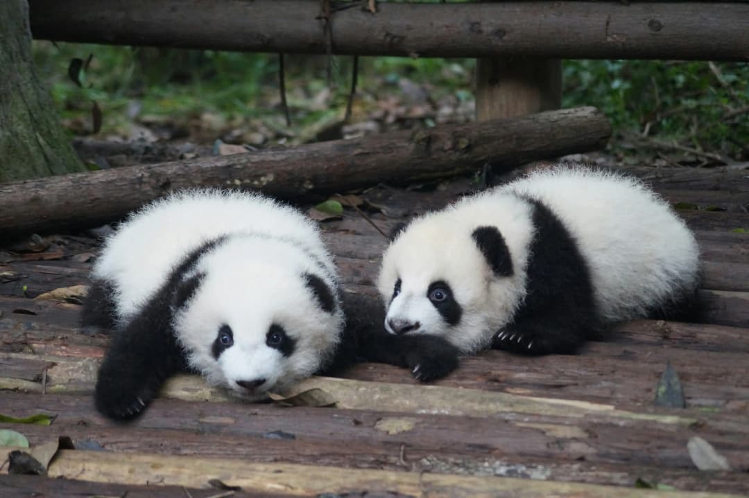 Chengdu Panda Breeding Research Center, Chengdu, China by Pascal Müller