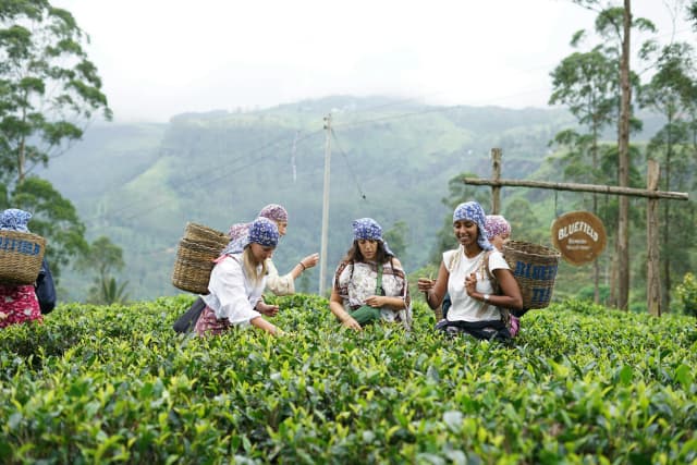 Women picking fresh tea leaves by Praveen Maleesha