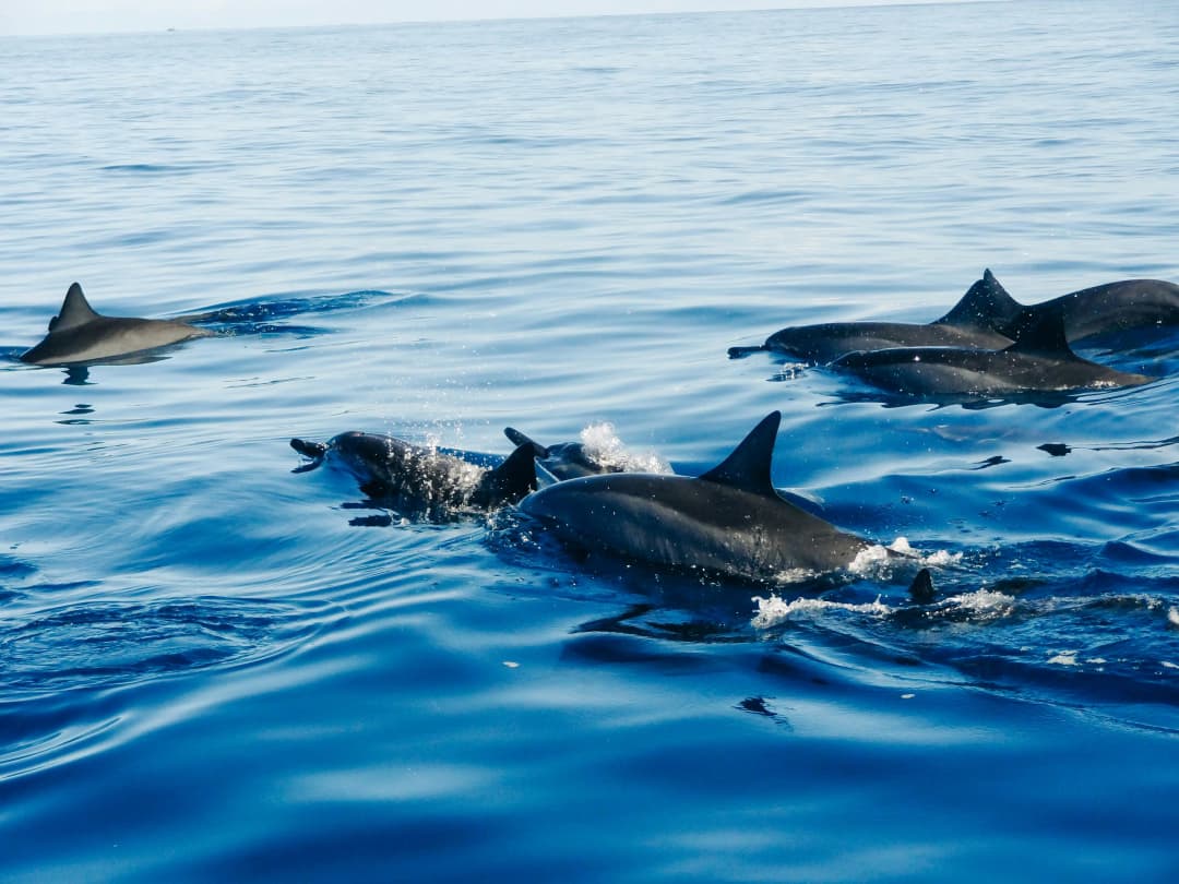 Dolphins spotted off-shore by Shelby Cohron