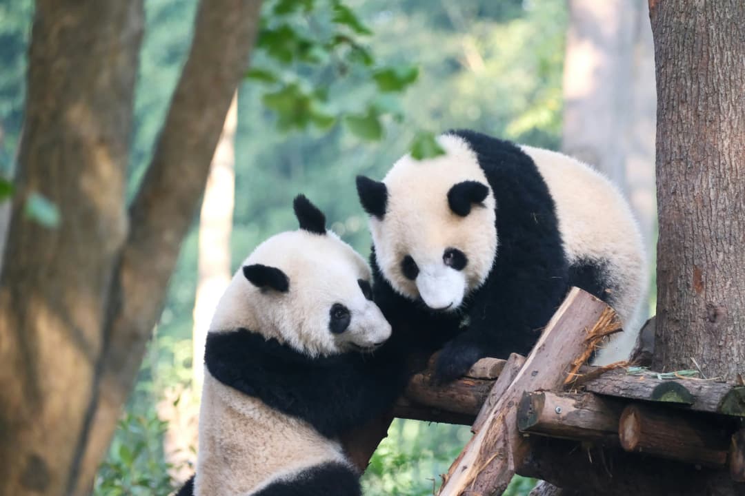 Chengdu Research Base of Giant Panda Breeding, Chengdu by Simone Dinoia