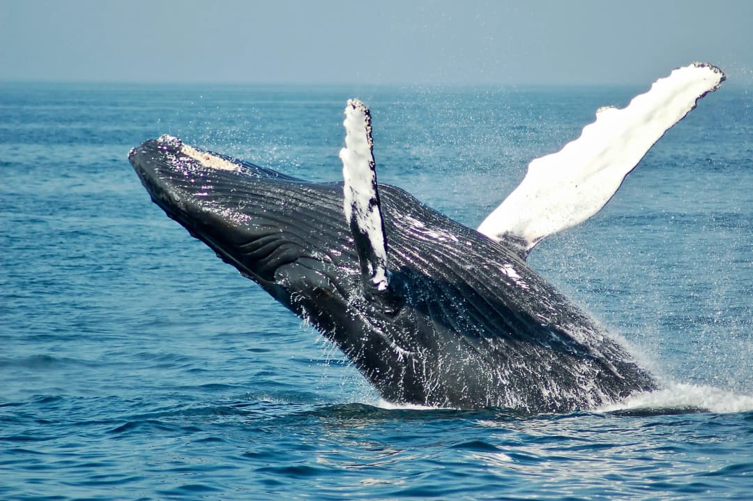 Blue whale by Todd Cravens
