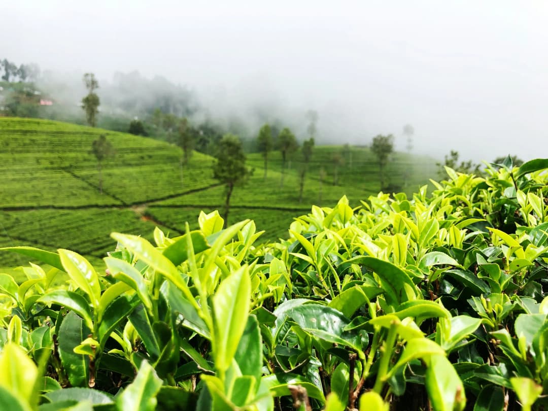 Tea field at Haputale, Sri Lanka by Yasasi Rajapakse